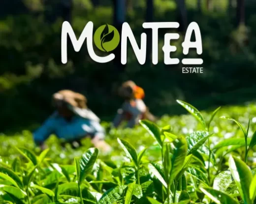 Montea Logo Design